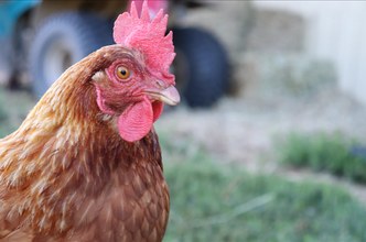 Portrait photo of a chicken with a soft backyard background.