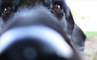 Close-up photo of a dog's nose and eyes.